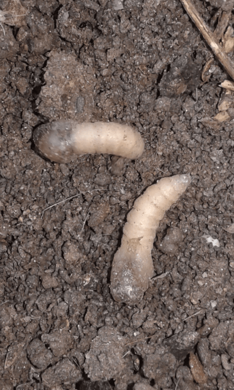 Larve di dittero?  S, pupe di Bibo sp. (Bibionidae).